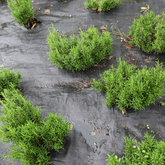 Green fresh plant of rosemary