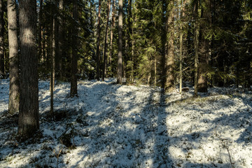 shadows under the trees in winter forest with low snow