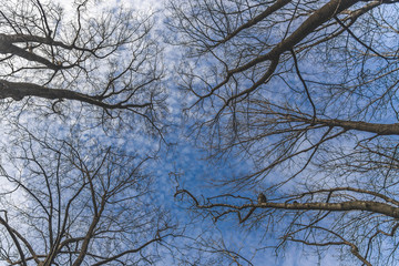 Obraz premium небо с ветками от деревьев, sky with branches from trees