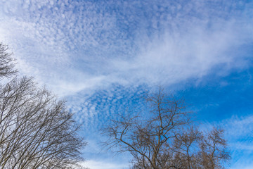 небо с ветками от деревьев, sky with branches from trees