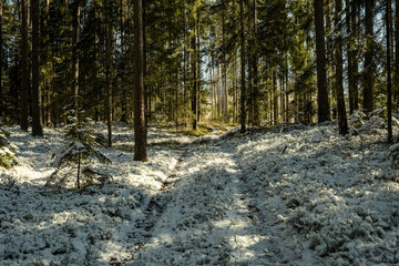 snowy pathway for walking in forest in winter