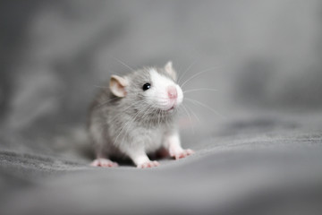 Baby rat Imagine Rattery