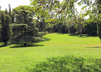 Fototapeta na wymiar green garden in europe with trees