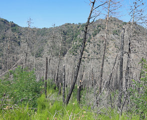 burnt trees after the fire