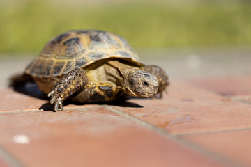 Wild land turtle. Green grass on background