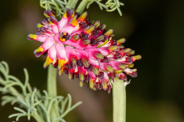 Macrophotographie de fleur sauvage - Fumeterre en épi - Platycapnos spicata