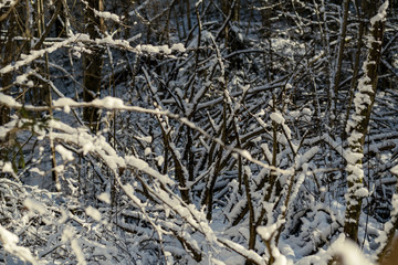 snow covered tree trunks and vegetation in abstract lush texture