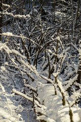 snow covered tree trunks and vegetation in abstract lush texture