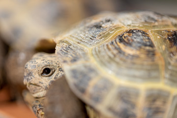 Fototapeta premium Macro close up shot head of land turtle. Land tortoise portrait