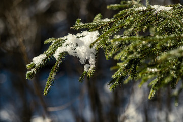 spruce tree leaves and pins in sunny winter covered with some snow and ice on blur background