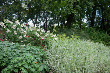 Different flowers and herbs in the Park