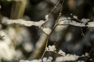 snow covered tree trunks and vegetation in abstract lush texture