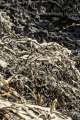 snow covered tree trunks and vegetation in abstract lush texture