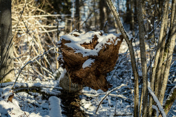 forest with old tree trunks and green vegetation in winter