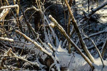snow covered tree trunks and vegetation in abstract lush texture