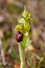 Macrophotographie de fleur sauvage - Ophrys précoce - Orphrys aranifera praecox