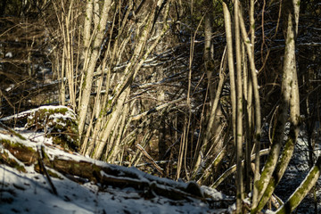 snow covered tree trunks and vegetation in abstract lush texture