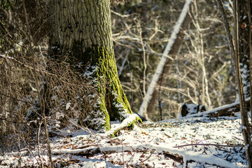 snow covered tree trunks and vegetation in abstract lush texture