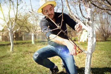 Farmer pruning branches of the fruit tree pruners.