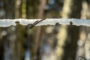 forest with old tree trunks and green vegetation in winter