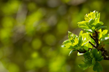  Blooming  branches   in the spring garden  on blurred green background . Beautiful Spring natural Background .  For add text . Nature concept for design. Close Up. Shallow depth. Greeting card backgr