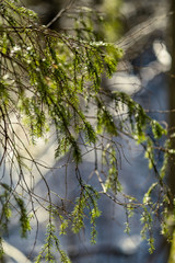 spruce tree leaves and pins in sunny winter covered with some snow and ice on blur background