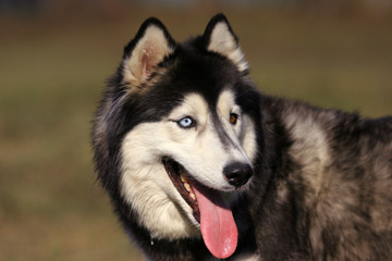 Husky dog portrait with tongue out in summer