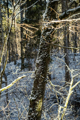 snow covered tree trunks and vegetation in abstract lush texture