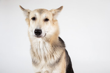 Sheperd isolated on white with space for text