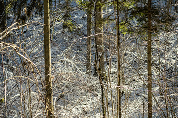 snow covered tree trunks and vegetation in abstract lush texture