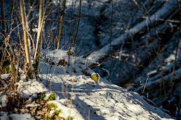 snow covered tree trunks and vegetation in abstract lush texture