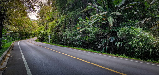 Traveling on the road in the beautiful natural forest in the morning
