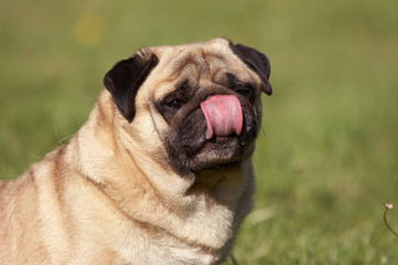 Summer pug dog portrait with tongue out