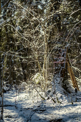 snow covered tree trunks and vegetation in abstract lush texture