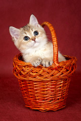 Fototapeta na wymiar British tabby red cat kitten sits in a basket and plays