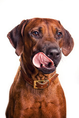 Ridgeback dog portrait licks its lips isolated on white