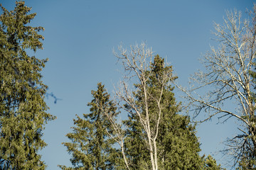 forest with old tree trunks and green vegetation in winter