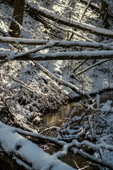 snow covered tree trunks and vegetation in abstract lush texture