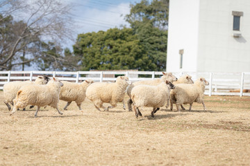 走る羊の群れ