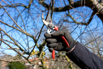 man going gardening pruning fruit trees with pruning shears spring garden work