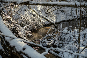 snow covered tree trunks and vegetation in abstract lush texture