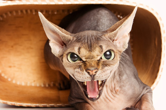 Portrait of a sizzling sphinx cat