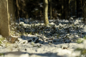 snow covered tree trunks and vegetation in abstract lush texture