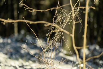 shadows under the trees in winter forest with low snow