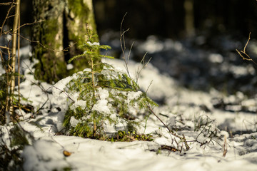shadows under the trees in winter forest with low snow