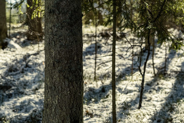 shadows under the trees in winter forest with low snow