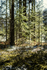 shadows under the trees in winter forest with low snow