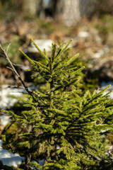 spruce tree leaves and pins in sunny winter covered with some snow and ice on blur background