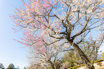 野山に咲く満開の梅
