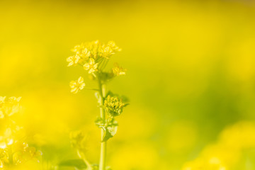 菜の花アップ
